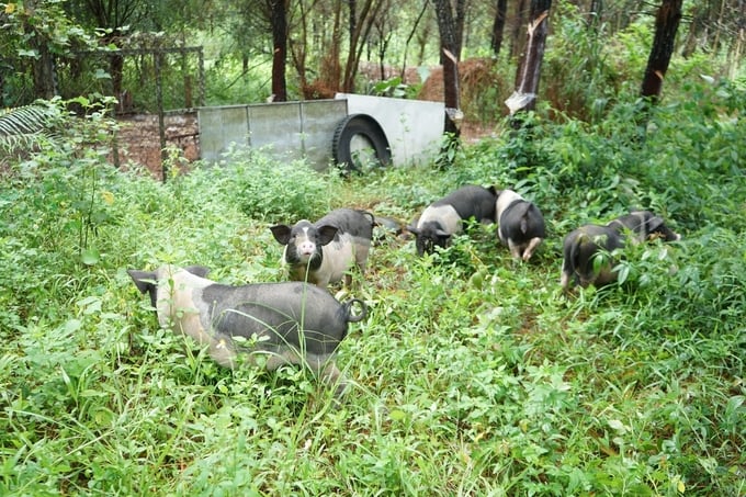 Lợn Móng Cái được chăn thả theo hướng bán tự nhiên. Ảnh: Nguyễn Thành.