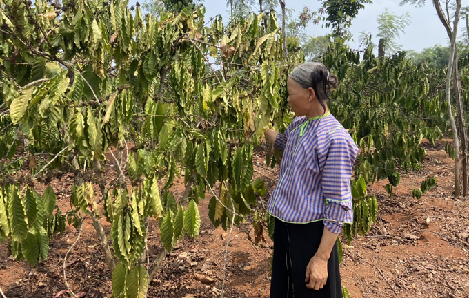 Vườn cà phê của bà Hứa Thị Hồng (ngụ thôn Tây Sơn, xã Long Sơn) đã bị héo lá, khô cành do thiếu nước. Ảnh: Quang Yên.