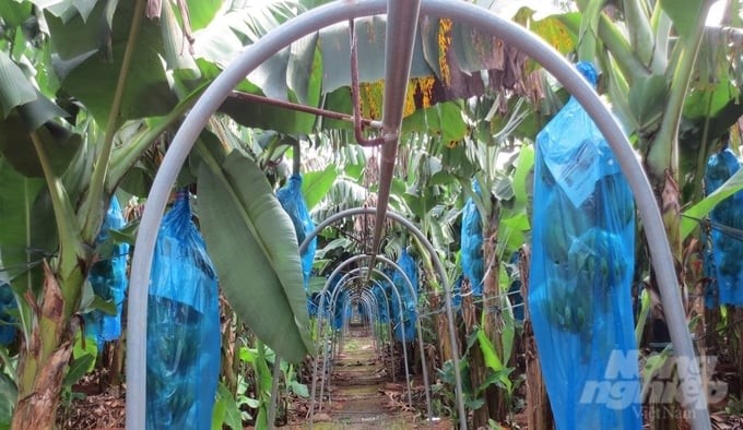 Pulleys for transporting bananas in Chau Duc district help reduce labor and maintain product design.