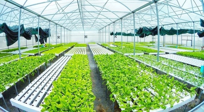 Vegetables are grown by the hydroponics method of Sao Mai Company, Dat Do district.