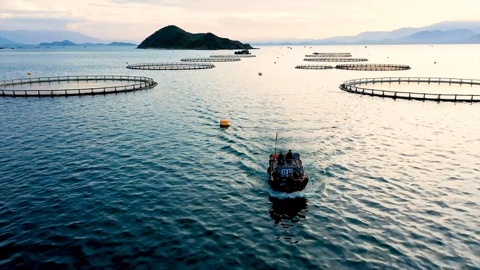 Đối với phát triển công nghiệp nuôi biển xa bờ, Đề án phát triển nuôi trồng thủy sản trên biển đến năm 2030, tầm nhìn đến năm 2045 xác định, sẽ phát triển mạnh nuôi các đối tượng có lợi thế cạnh tranh và có thị trường tiêu thụ lớn trên vùng biển xa bờ. Ảnh: Duy Học.