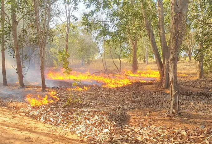 Hiện nay Bình Thuận thời tiết nắng nóng, khô hanh, thảm thực bì đã khô kiết có nguy cơ xảy ra cháy rừng rất cao. Ảnh: Kim Sơ.
