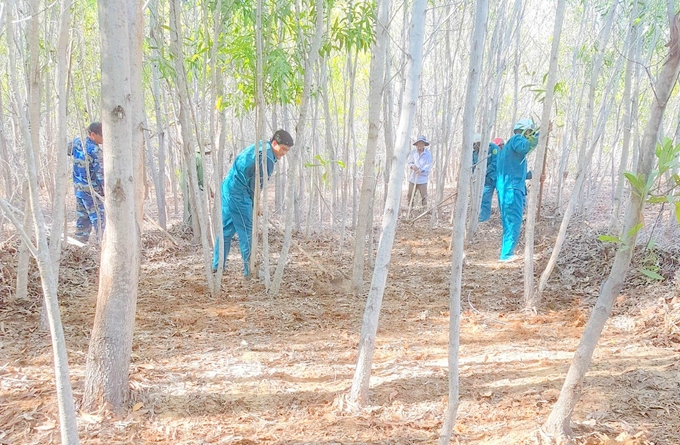 Ban quản lý rừng phòng hộ Lê Hồng Phong, huyện Bắc Bình đang dọn thực bì đã khô để tránh cháy rừng. Ảnh: Kim Sơ.