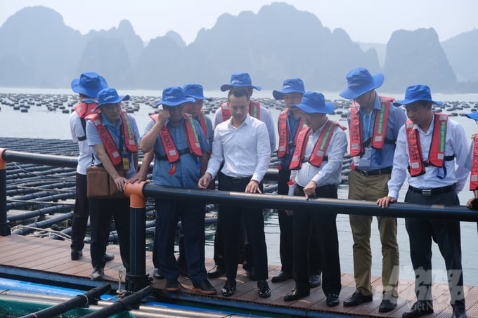 Minister Le Minh Hoan and Chairman of the Quang Ninh Provincial People's Committee Cao Tuong Huy visiting mariculture models in Van Don. Photo: Kien Trung.