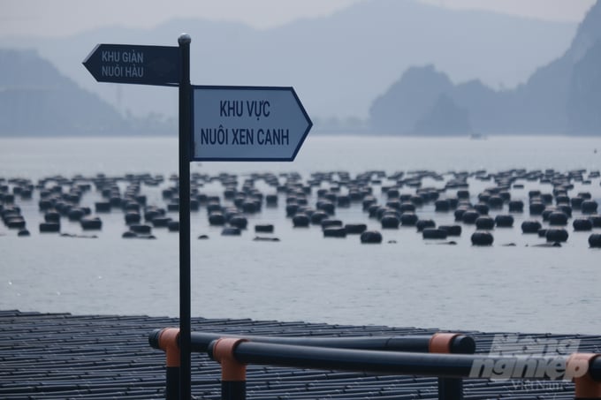 Mariculture with multiple values, multiple goals, and aspirations, is the goal of Quang Ninh province. Photo: Kien Trung.