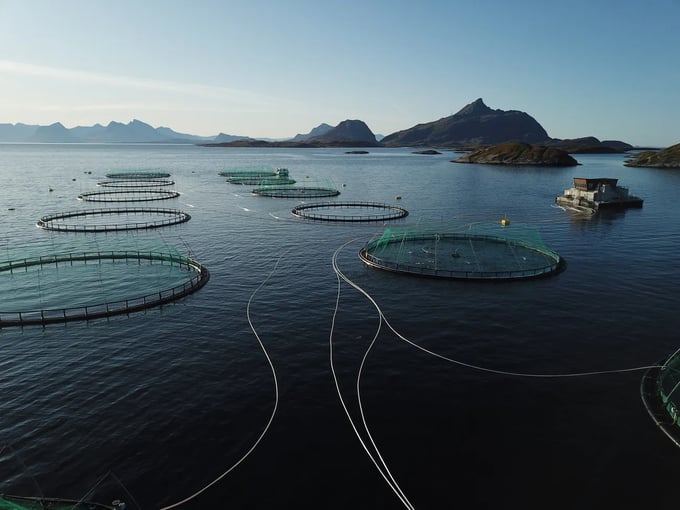 Salmon farms in the area of Kvaroy Island, Norway.