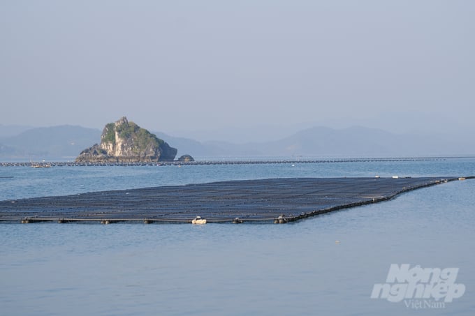 Hanging oyster farming on floating rafts in Van Don, Quang Ninh. Photo: Kien Trung.
