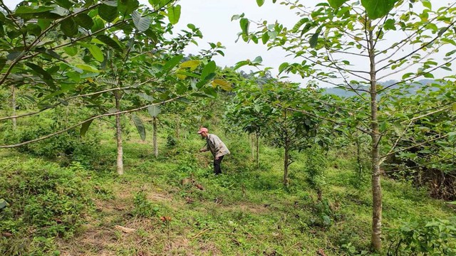 A Ma Lieng ethnic farmer cares for a 3-year-old forest planted with VARS capital in Ban Ke, Tuyen Hoa, Quang Binh. Photo: VGP.