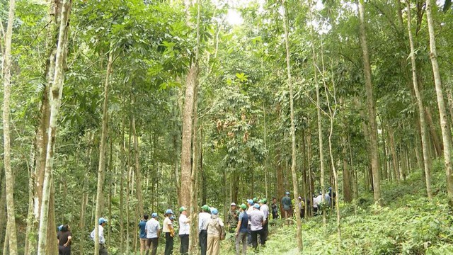 Delegates visited a 20-year-old eucalyptus forest planted by Mr. Nguyen Xuan Thiet in Huong Hoa commune, Quang Binh. Photo: VGP.