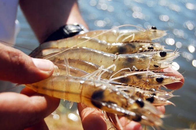 2023 is a challenging year for Vietnam's shrimp industry.