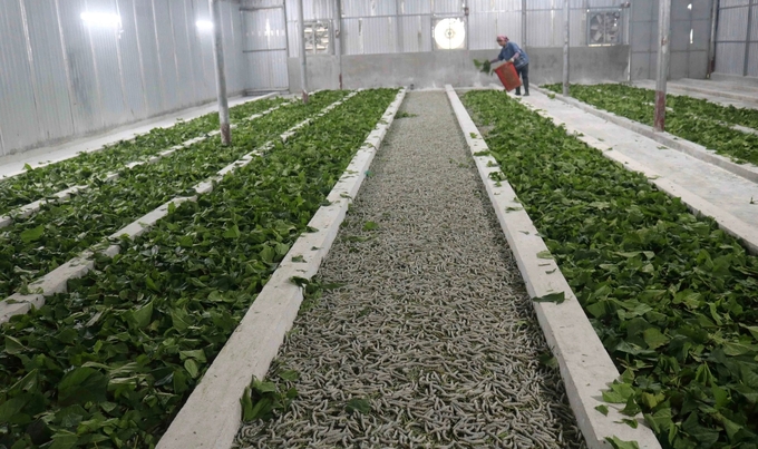 Nghề trồng dâu nuôi tằm ở xã Khánh Sơn cho thu nhập 125 - 130 triệu đồng/ha/năm. Ảnh: Huy Thư.