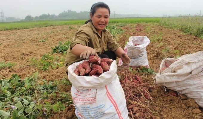 Từ bất lợi do khó khăn về nước tưới, việc chuyển lúa sang trồng khoai lang đã giúp bà con xã Phúc Sơn (huyện Anh Sơn) có thu nhập cao bất ngờ. Ảnh: Thái Hiền.