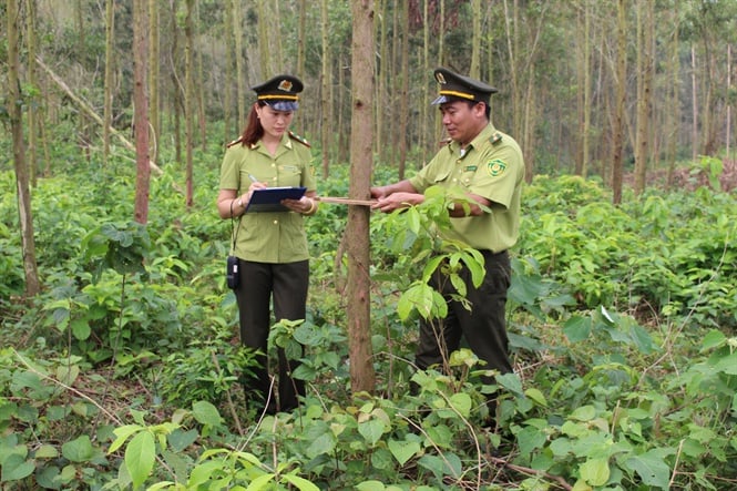 Kiểm lâm Bắc Giang thị sát chất lượng rừng trồng trên địa bàn huyện Lục Nam. Ảnh: Đại Tiến.