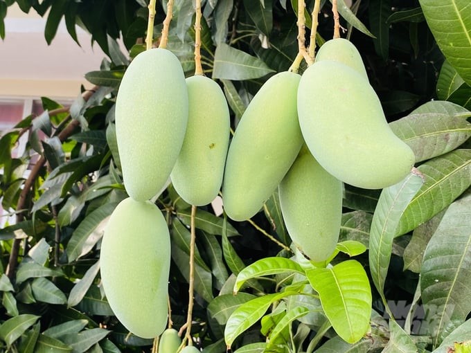 In particular, the Keo mango product of Long Binh Agricultural Cooperative has been certified as a 3-star OCOP product since 2021. Photo: Le Hoang Vu.