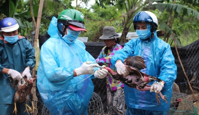 Phu Yen province promotes avian flu vaccination. Photo: KS.