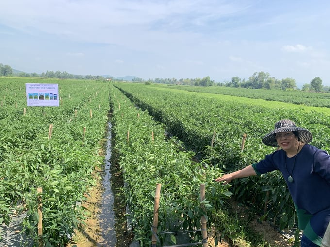 Ms. Tran Thi Thuy, Director of Tran Gia Company visited the VietGAP chili growing model in Cat Tai commune (Phu Cat district, Binh Dinh). Photo: V.D.T.