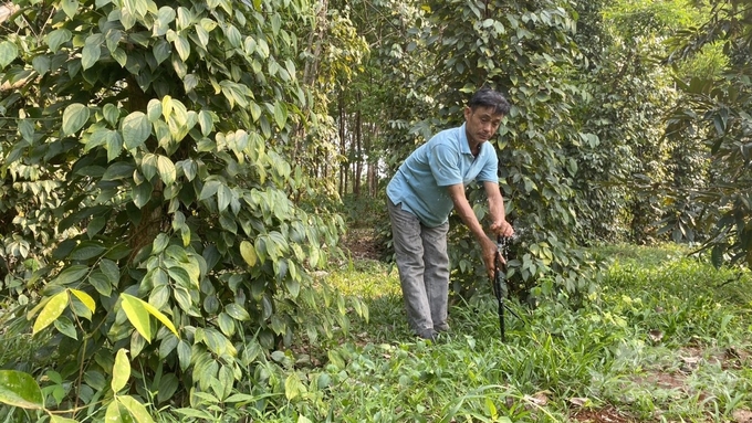 Với hệ thống tưới tự động chỉ cần 1 người là có thể vận hành các van khóa để tưới cho rẫy hồ tiêu. Ảnh: Trần Trung.