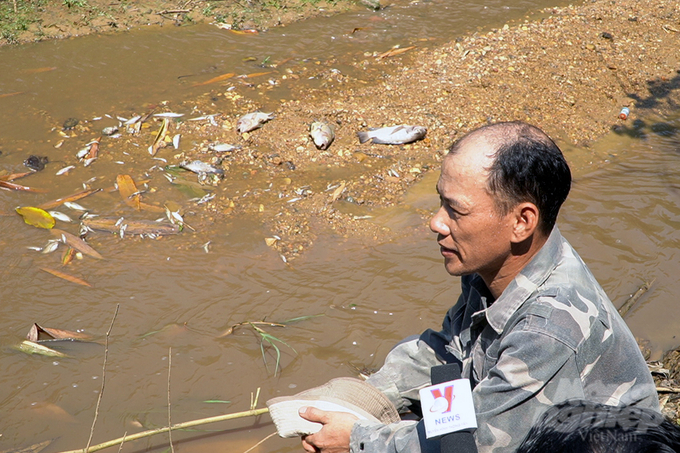 Cá chết nổi trắng khe Rào Trường. Ảnh: Võ Dũng.