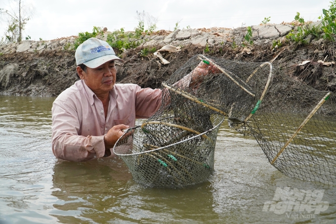 Shrimp are raised entirely in natural conditions, with a rich, nutritious food source from aquatic species created by rice plants. Photo: Kim Anh.