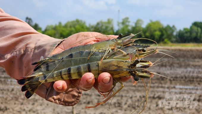 The rice-shrimp model average yields 5 - 8 tons of rice/ha and 300 - 1,000kg of shrimp. Photo: Kim Anh.