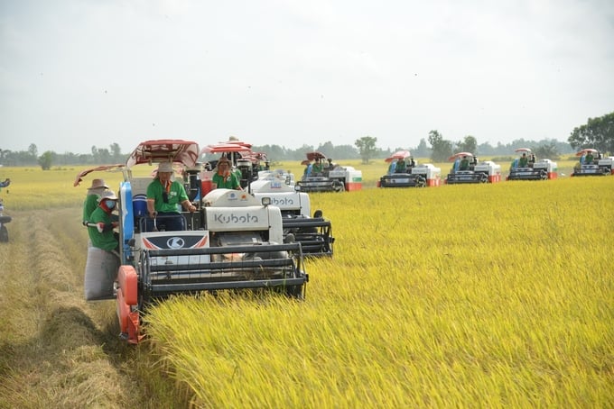 Dàn máy gặt của Lộc Trời trên cánh đồng lúa xuất khẩu đi EU.