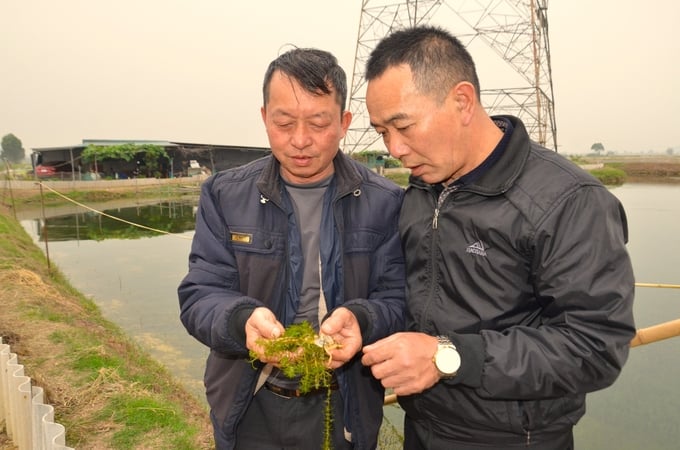 Ông Chiến (bên trái) cùng chuyên gia Trung Quốc xem xác cua lột trên đám rong. Ảnh: Dương Đình Tường.