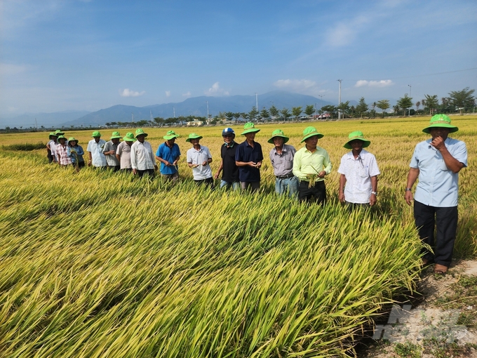 Bà con xã Diên Lạc (huyện Diên Khánh, Khánh Hòa) rất phấn khởi khi thấy những đặc tính ưu việt của giống lúa TBR97. Ảnh: Phương Chi.