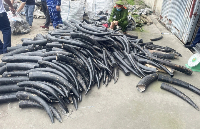 Authorities in Hai Phong for the first time caught a batch of ivory that was camouflaged by painting it black. Photo: Binh Ha.