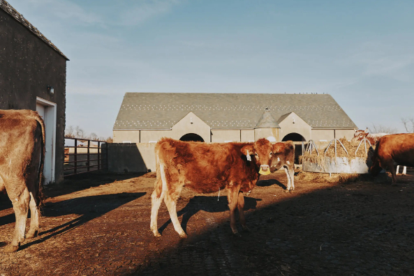 The U.S.D.A. announced last week that a bird flu virus had been confirmed in dairy herds in Texas and Kansas and then in an additional herd in Michigan.Photo Credit: Alexandra Genova for The New York Times.