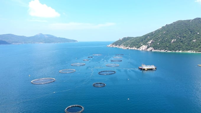 Cooperatives and individual mariculture households need to establish effective linkages to enhance the quality of aquatic products. Photo: Duy Hoc.