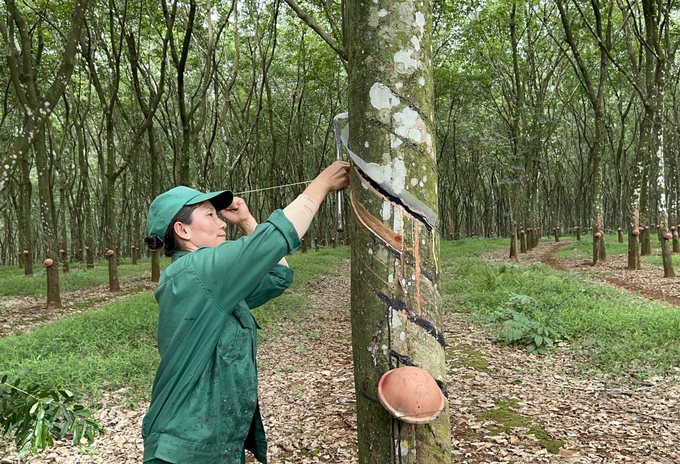 Một vườn cao su có chứng chỉ quản lý rừng bền vững của Công ty TNHH MTV Cao su Bình Long. Ảnh: Thanh Sơn.