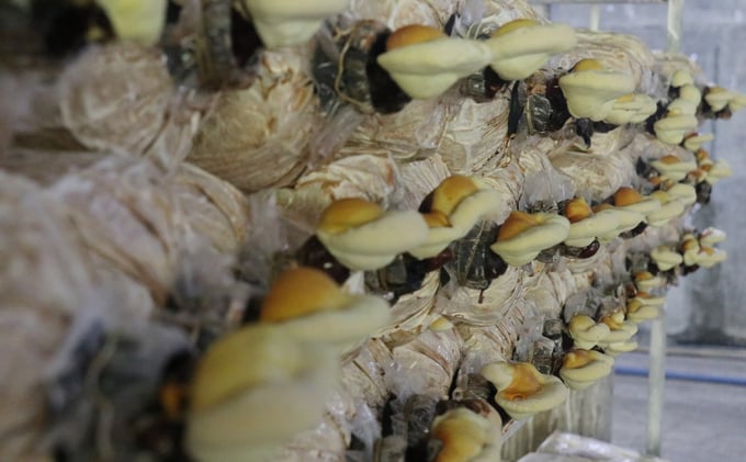 Nấm linh chi được trồng tại Công ty Cổ phần Thực phẩm xanh Thành Đồng. Ảnh: Quang Yên.