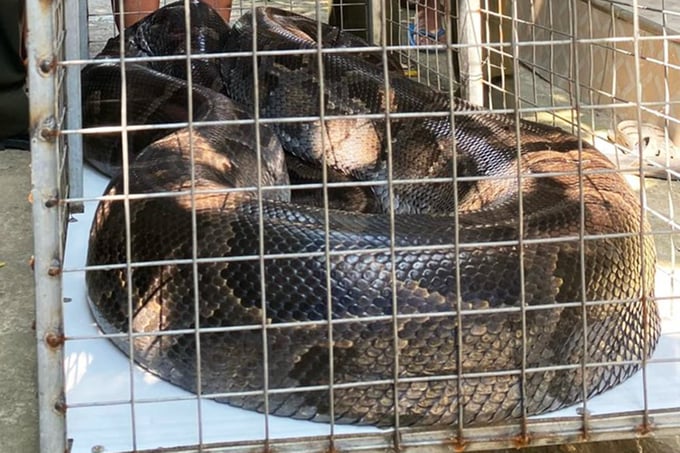 The 'huge' python crawled into a people's garden in Vy Da village, Hue city. Photo: KLH.