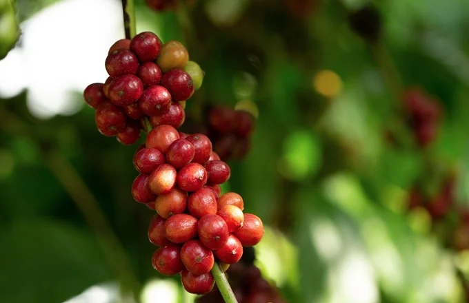 Our country's Robusta coffee output in the 2024/2025 crop year is estimated to only reach about 1.6 - 1.7 million tons, lower than the 2023/2024 crop year. Photo: HT.