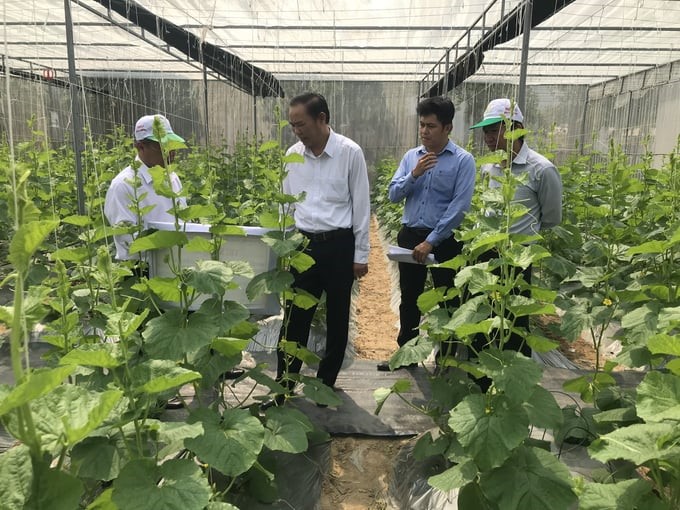 Deputy Minister of Agriculture and Rural Development Phung Duc Tien (second from left) visits the cantaloupe-growing model at ASISOV. Photo: V.D.T.