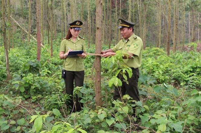 Bac Giang forest ranger inspects the quality of planted forests in Luc Nam district. Photo: Dai Tien.