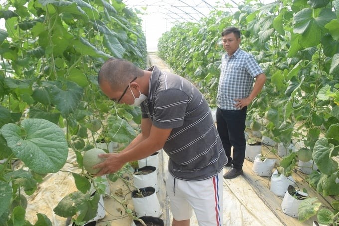 Currently, cantaloupe farms almost all use imported varieties at very high prices. Photo: V.D.T.