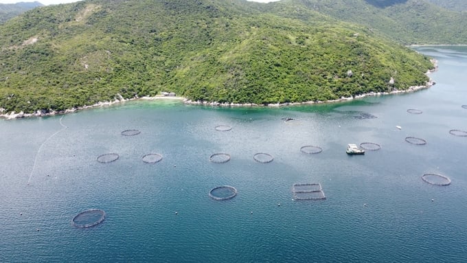 The current obstacles in mariculture may be linked to the planning and restructuring of mariculture areas towards industrial and modern approaches, as well as the issuance of mariculture licenses to households and individuals. Photo: Duy Hoc.