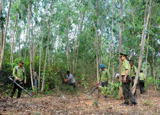 Trước mùa khô, ngành chức năng Bình Định và chủ rừng phát dọn thực bì để ngăn chặn nạn cháy rừng. Ảnh: V.Đ.T.