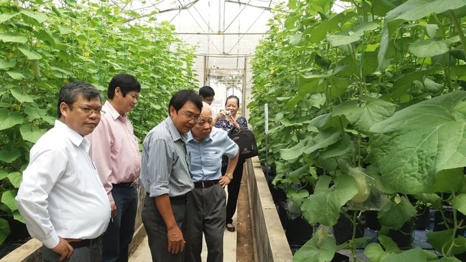 Visiting the cantaloupe-growing model at ASISOV. Photo: V.D.T.