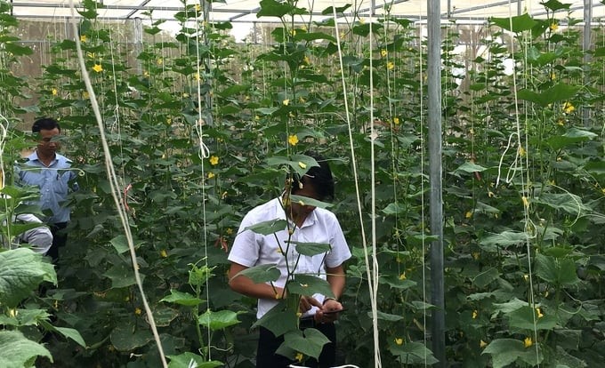 Model of growing the aromatic cucumber variety at ASISOV. Photo: V.D.T.