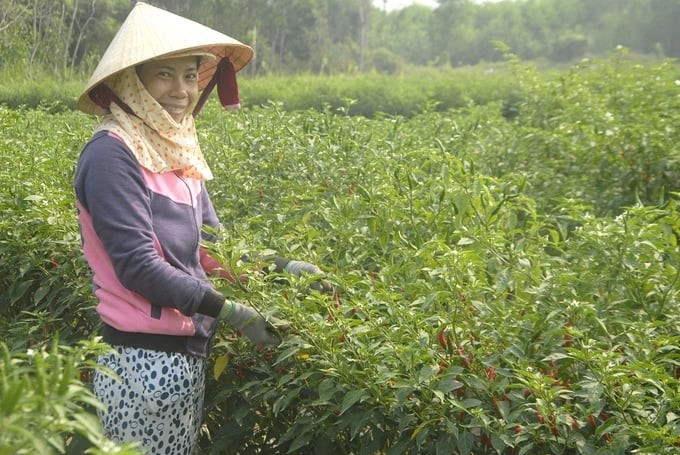 Binh Dinh’s chili growing area reaches more than 2,000 hectares/year; most chili varieties are imported. Photo: V.D.T.