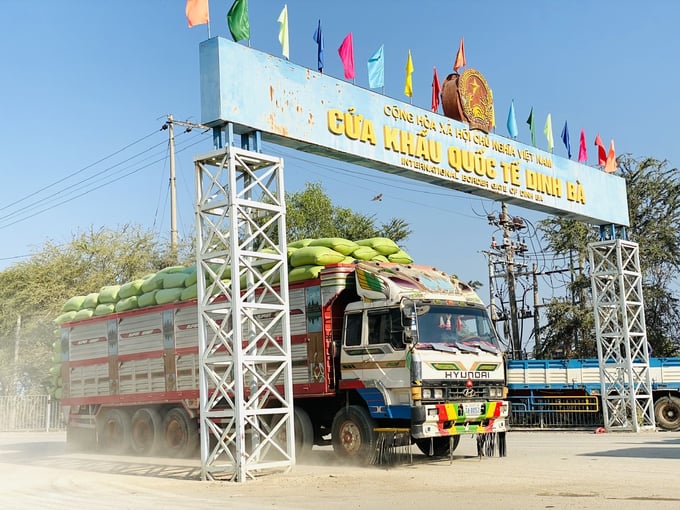 According to authorities at the Dinh Ba International Border Gate, no reports regarding the illegal importation of cattle, buffalo, pigs, and poultry into Dong Thap province have been made since the beginning of 2023. Photo: Le Hoang Vu.