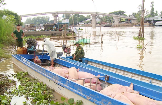 Illegal pig imports into Dong Thap province are promptly detected and handled by competent authorities according to the law. As a result, no reports regarding the illegal importation of pigs into Dong Thap province have been made since the beginning of 2023. Photo: Le Hoang Vu.