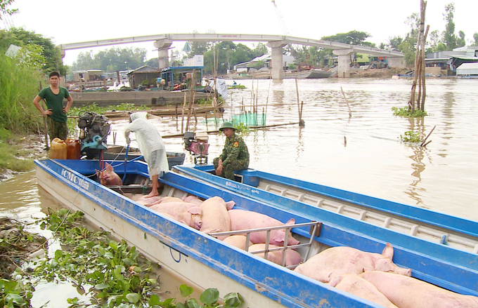 Heo nhập lậu vào địa bàn Đồng Tháp bị ngành chức năng phát hiện xử lý theo pháp luật. Chính vì vậy từ đầu năm 2023 đến nay trên địa bàn Đồng Tháp không xảy ra tình trạng heo nhập lậu qua biên giới. Ảnh: Lê Hoàng Vũ.