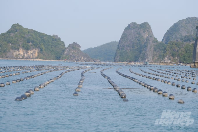 Mariculture in Bai Tu Long Bay. Photo: Kien Trung.