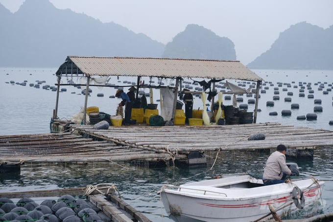 With policies to promote the allocation of long-term marine areas, mariculture farmers are provided with production materials, and certified production unit codes for their farming areas, thereby enhancing the value of their mariculture products. Photo: Hoang Anh.