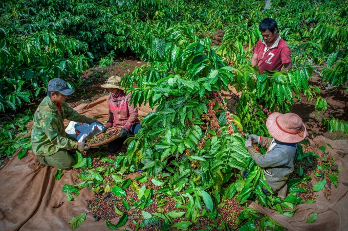 Năm 2023, EU nhập khẩu cà phê từ Việt Nam đạt 652.000 tấn, trị giá 1,66 tỷ USD, giảm 1,4% về lượng và giảm 0,02% về giá trị so với năm 2022. Ảnh: TL.