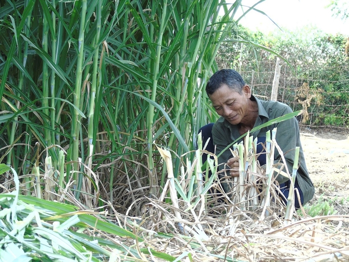 Người chăn nuôi ở Ninh Thuận đã chủ động trồng cỏ làm thức ăn cho đàn gia súc trong mùa khô. Ảnh: PC.