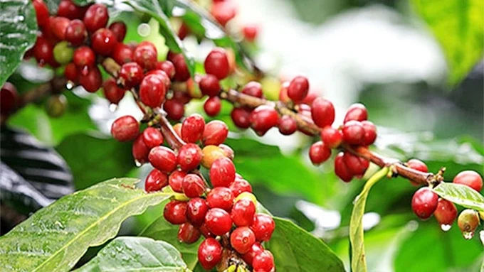 Update on the latest domestic and world coffee prices on 04/03/2024